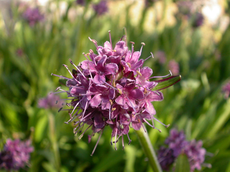 Spikenard